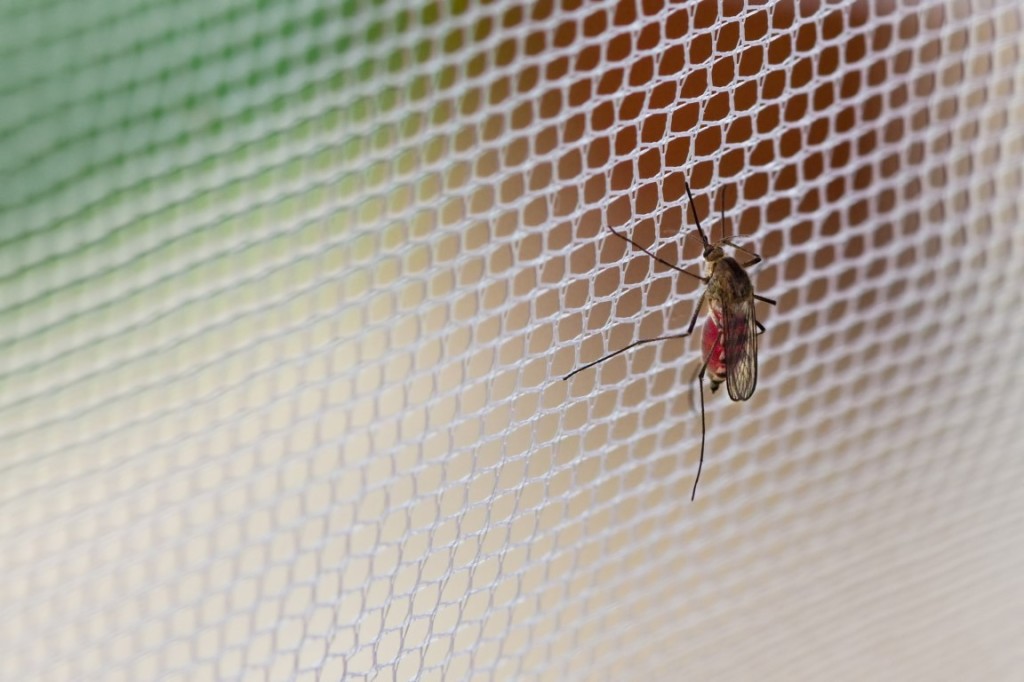 Mosquito atrapado en mosquitera de tela