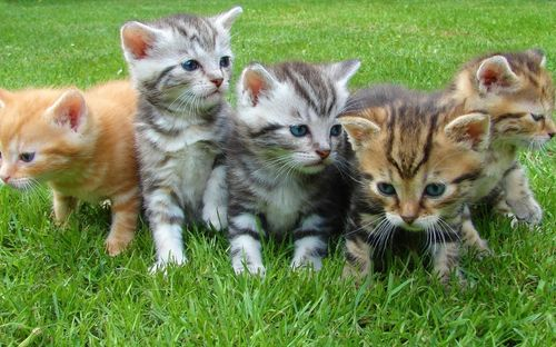 Gatos pequeños al aire libre