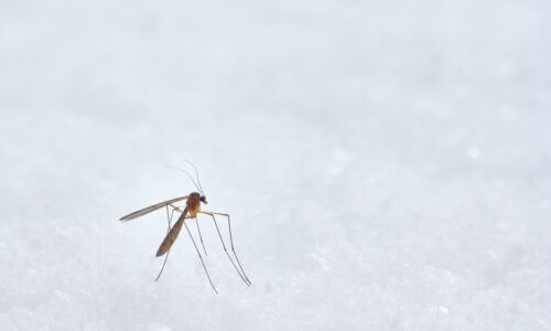 Mosquito en la nieve durante el invierno