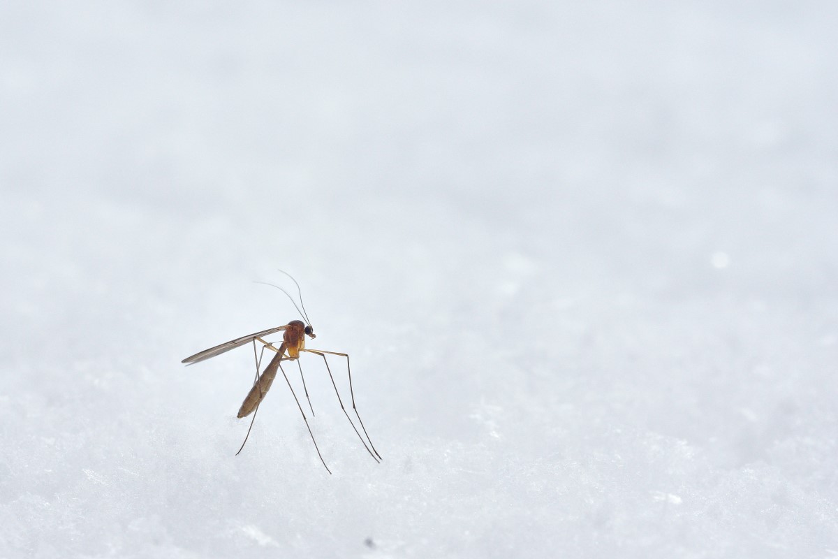 Mosquito en la nieve durante el invierno