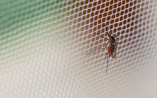 Mosquito posado en una mosquitera que impide que entre a casa
