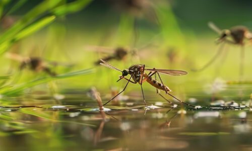 mosquitos piscina natural